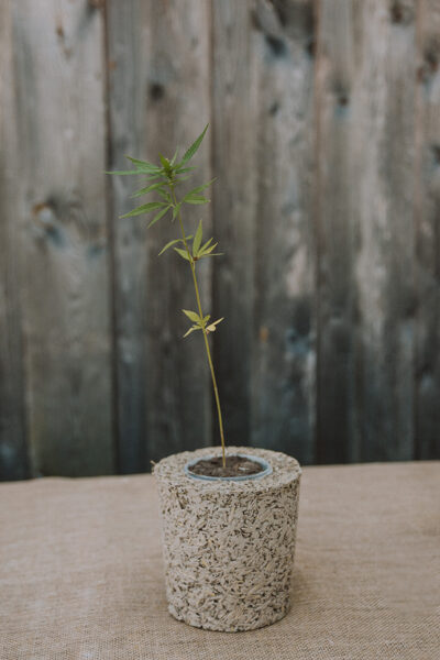 Hempcrete and design of sculptural objects e-workshop